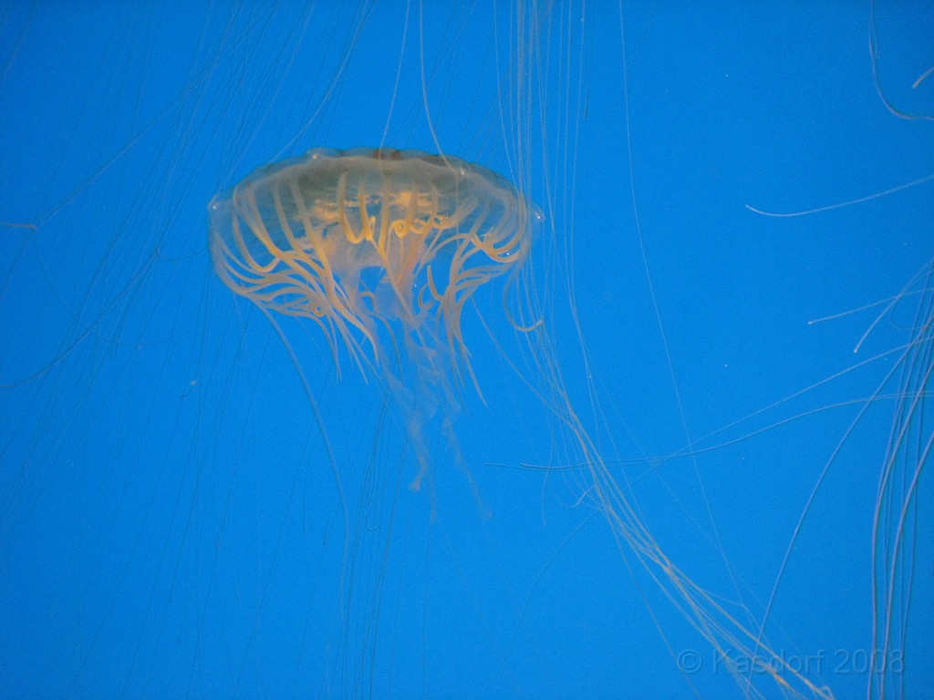 Baltimore MD 2009 0880.jpg - A 4th of July trip to Washington DC in 2009 included a stop in Baltimore MD to see the National Aquarium.